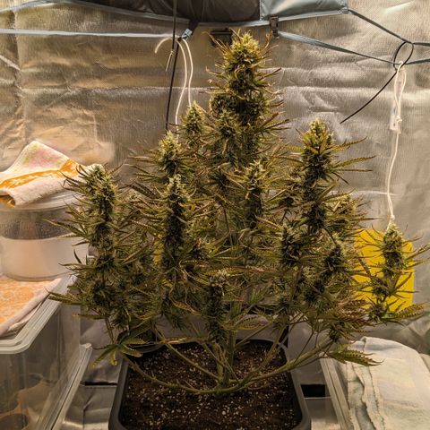 #26 Double Kush Cake growlog timeline photo