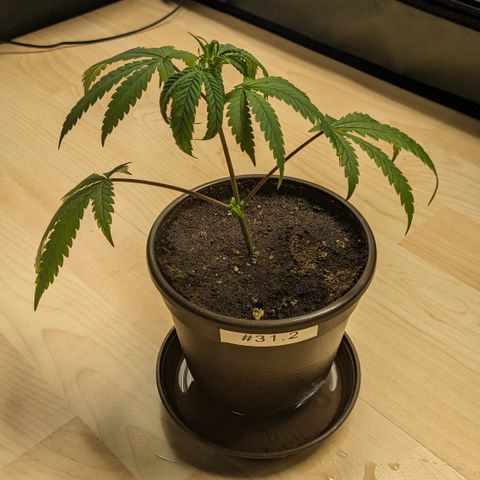 #31.2 White Widow growlog timeline photo