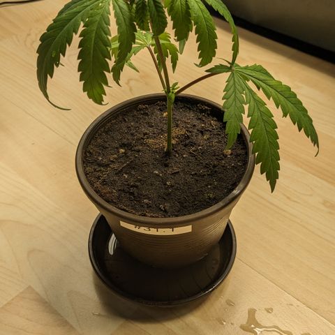 #31.1 White Widow growlog timeline photo