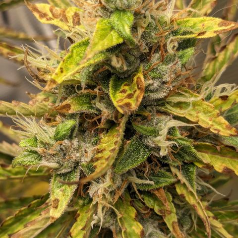 #26 Double Kush Cake growlog timeline photo