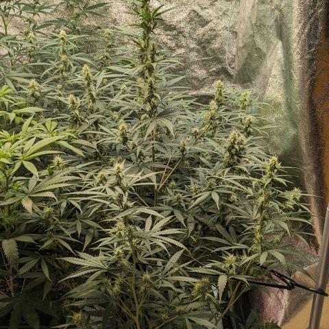 #30 Afghani #1 growlog timeline photo