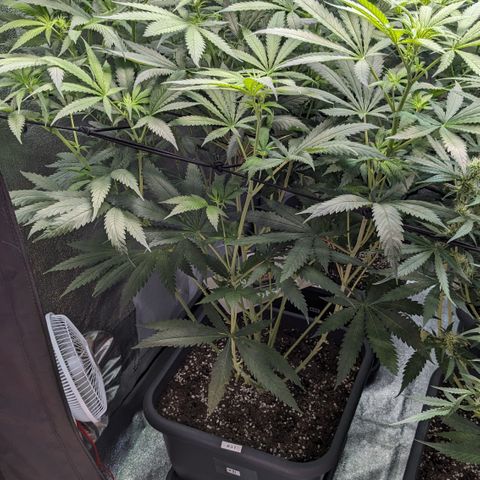 #31 White Widow growlog timeline photo