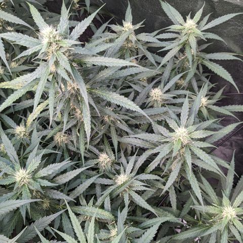 #32 Purple Skunk growlog timeline photo