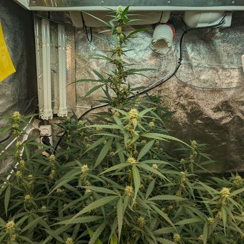 #33 Purple Skunk growlog timeline photo