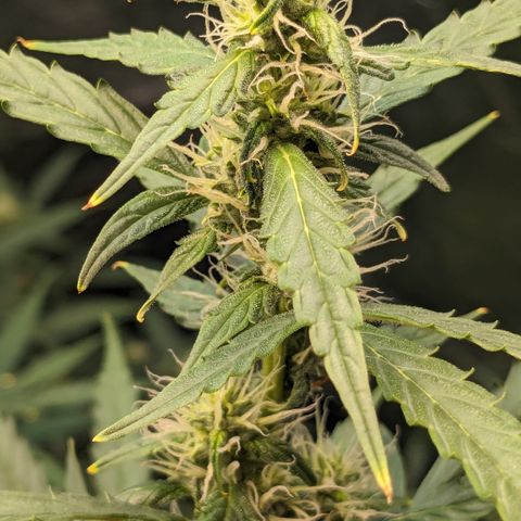 #30 Afghani #1 growlog timeline photo