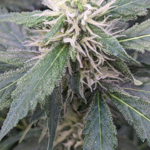 #32 Purple Skunk growlog timeline photo