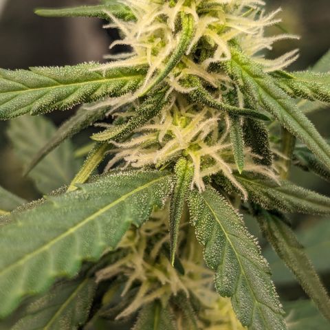 #33 Purple Skunk growlog timeline photo