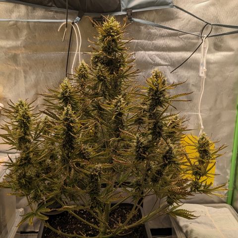 #26 Double Kush Cake growlog timeline photo