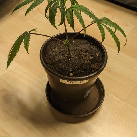#31.2 White Widow growlog timeline photo