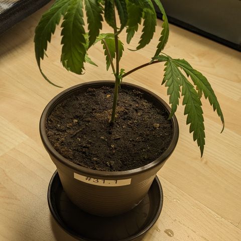 #31.1 White Widow growlog timeline photo