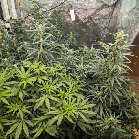 #33 Purple Skunk growlog timeline photo