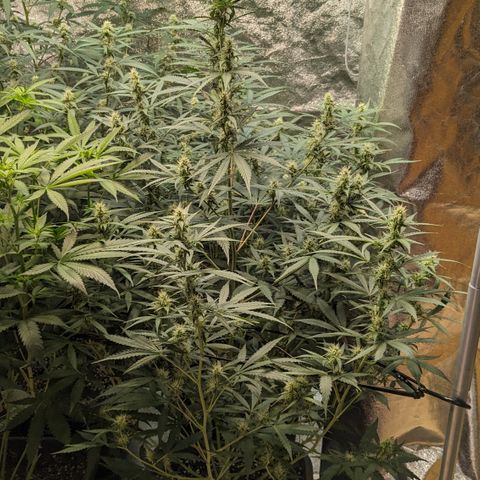 #30 Afghani #1 growlog timeline photo