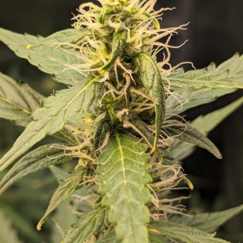 #30 Afghani #1 growlog timeline photo