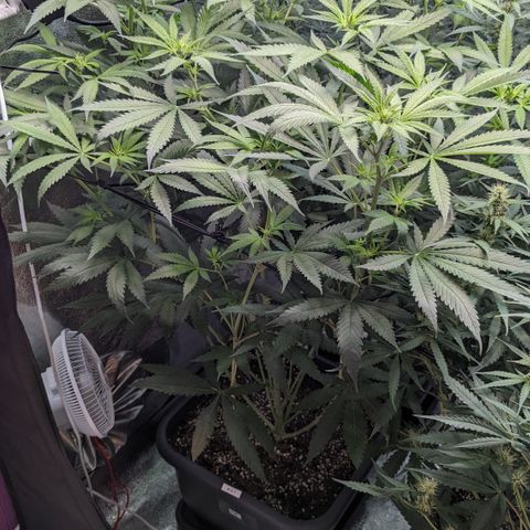#31 White Widow growlog timeline photo