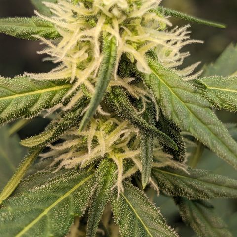 #33 Purple Skunk growlog timeline photo
