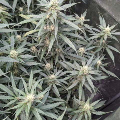 #32 Purple Skunk growlog timeline photo