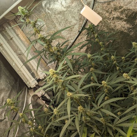 #33 Purple Skunk growlog timeline photo
