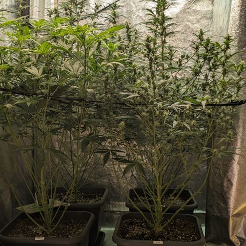 #33 Purple Skunk growlog timeline photo