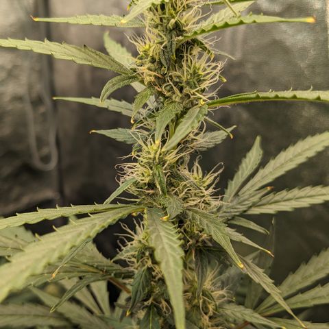 #30 Afghani #1 growlog timeline photo