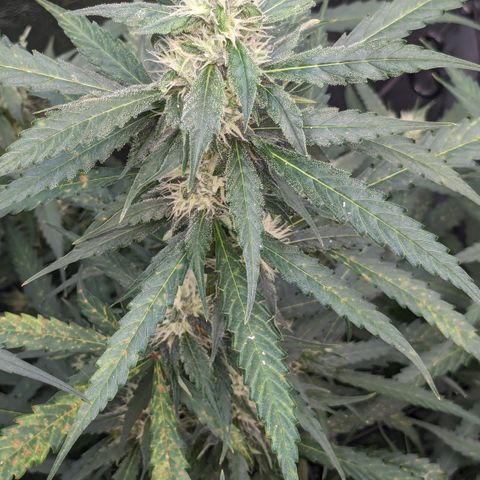 #32 Purple Skunk growlog timeline photo