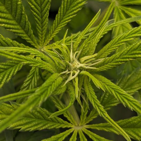 #31 White Widow growlog timeline photo