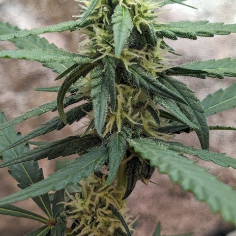 #33 Purple Skunk growlog timeline photo
