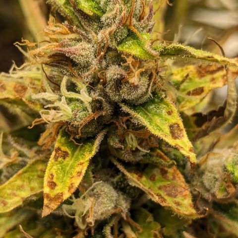 #26 Double Kush Cake growlog timeline photo