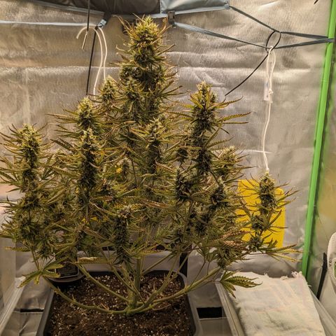 #26 Double Kush Cake growlog timeline photo