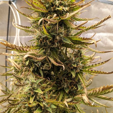 #26 Double Kush Cake growlog timeline photo