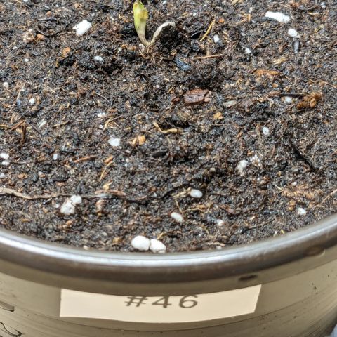 #46 Blueberry Zkittlez Auto growlog timeline photo