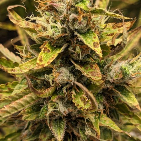 #26 Double Kush Cake growlog timeline photo