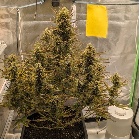 #26 Double Kush Cake growlog timeline photo