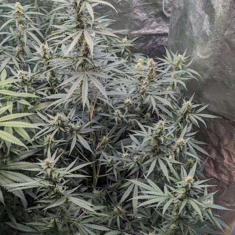 #30 Afghani #1 growlog timeline photo
