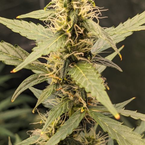 #30 Afghani #1 growlog timeline photo