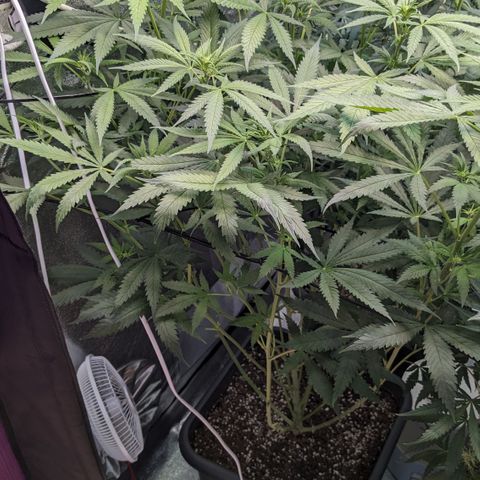 #31 White Widow growlog timeline photo