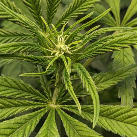 #31 White Widow growlog timeline photo