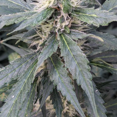 #32 Purple Skunk growlog timeline photo