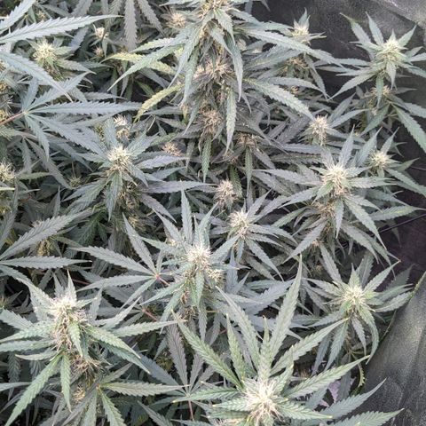 #32 Purple Skunk growlog timeline photo