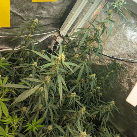 #33 Purple Skunk growlog timeline photo