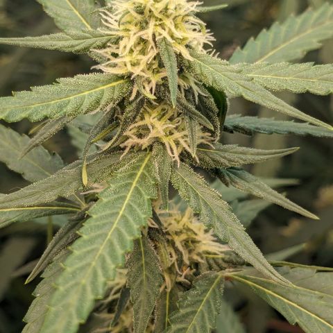#33 Purple Skunk growlog timeline photo