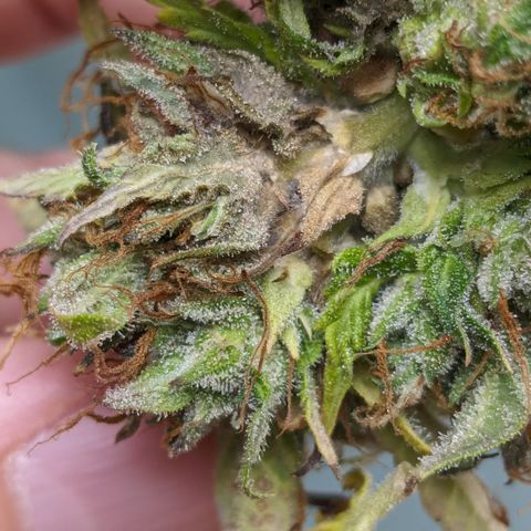 #26 Double Kush Cake growlog photo: Schimmel in zwei Buds gefunden. Buds großzügig entfernt. 