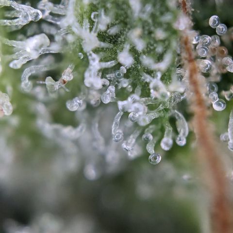 #26 Double Kush Cake growlog timeline photo
