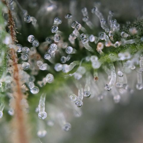 #26 Double Kush Cake growlog timeline photo