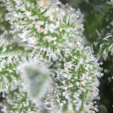 #26 Double Kush Cake growlog timeline photo