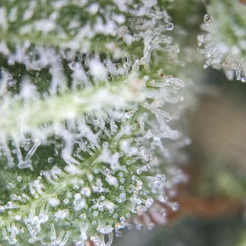 #26 Double Kush Cake growlog timeline photo