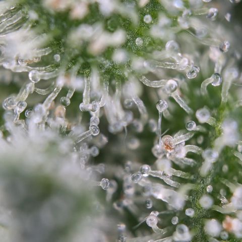 #26 Double Kush Cake growlog timeline photo