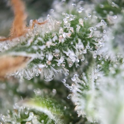 #26 Double Kush Cake growlog timeline photo