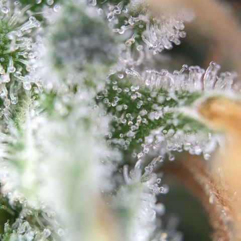 #26 Double Kush Cake growlog timeline photo
