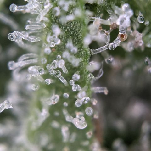 #26 Double Kush Cake growlog timeline photo