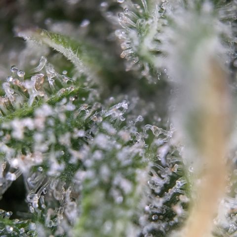 #26 Double Kush Cake growlog timeline photo
